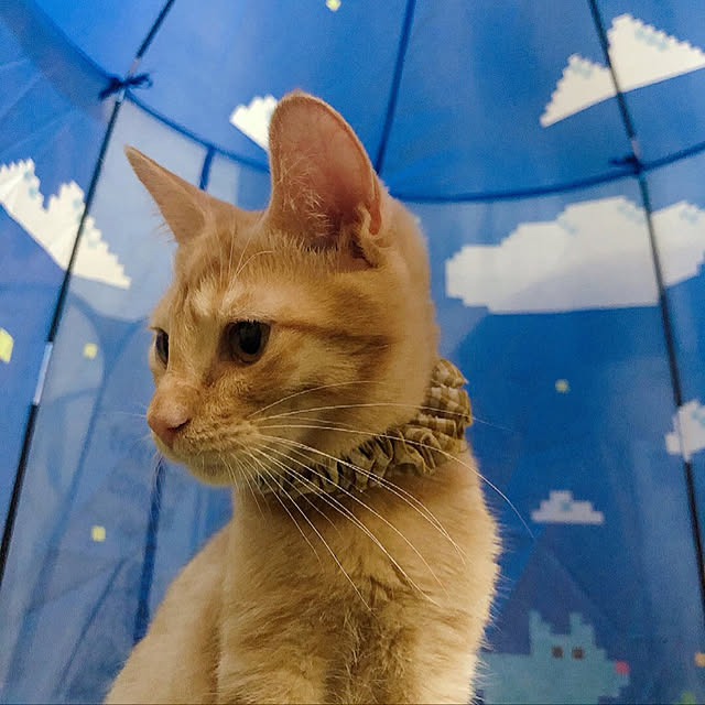 tomoyoさんの実例写真
