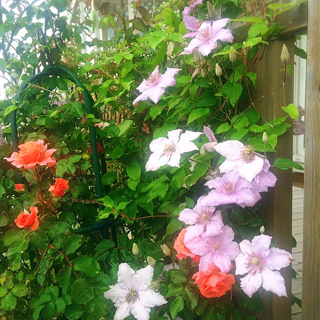 HappyRoseさんの実例写真