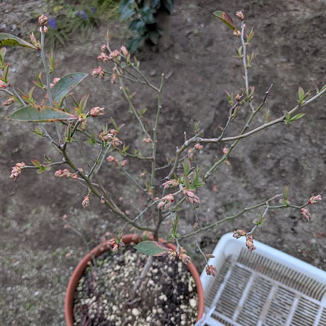 dadaさんの実例写真