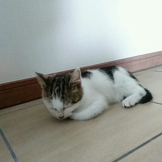 akikoさんの実例写真