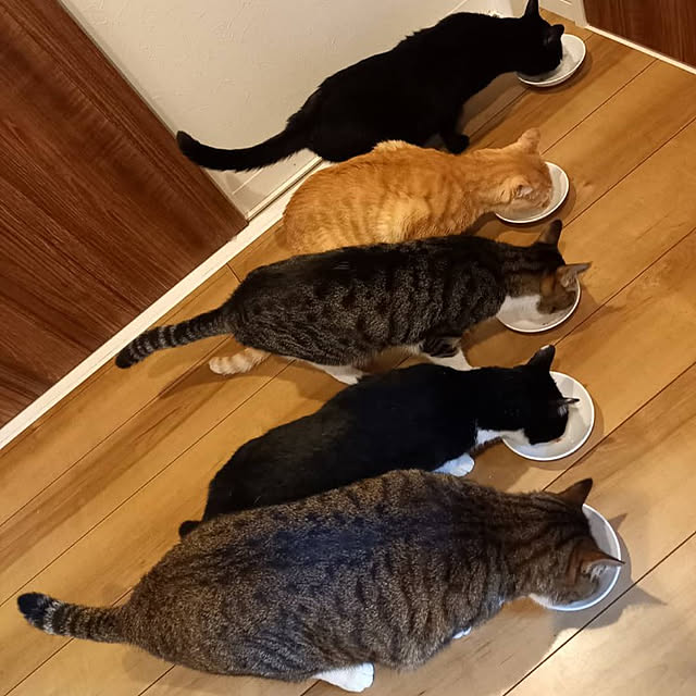 shiiiさんの実例写真