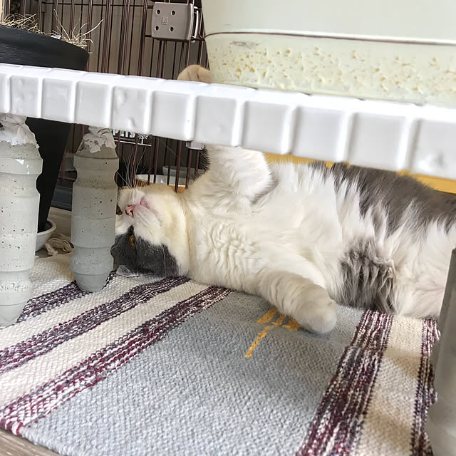 noikoさんの実例写真