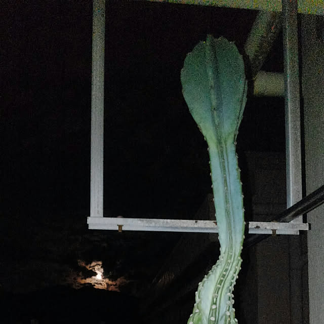 K.Kさんの実例写真