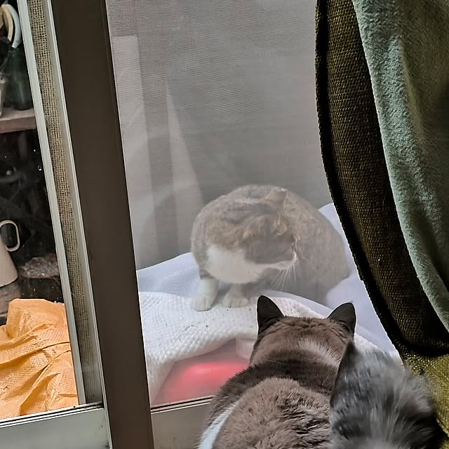 koyutan-mjmさんの部屋