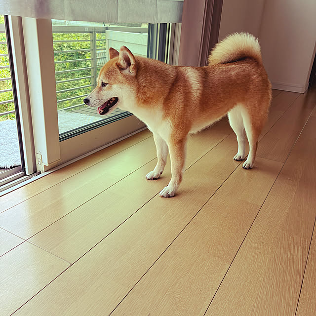 dmamaさんの部屋