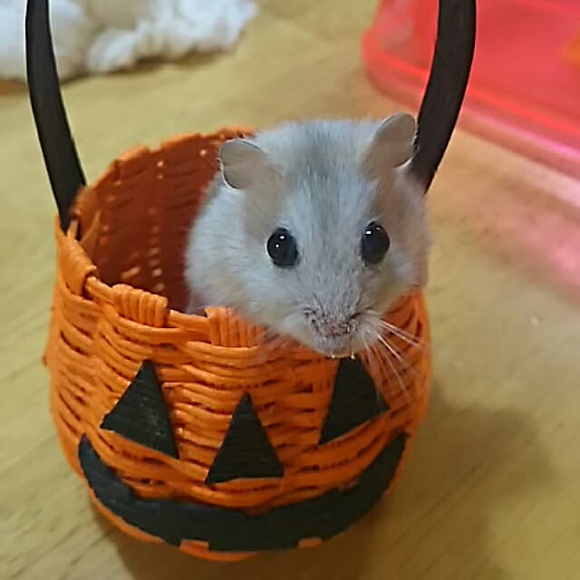 Shochanさんの実例写真