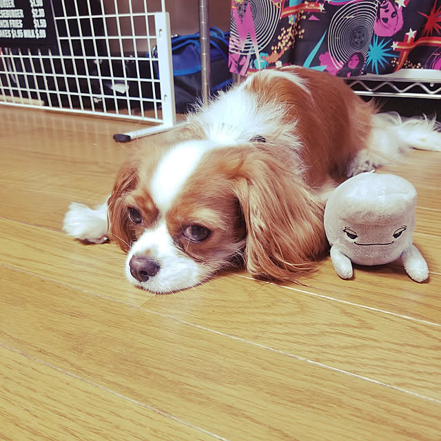 mintさんの実例写真