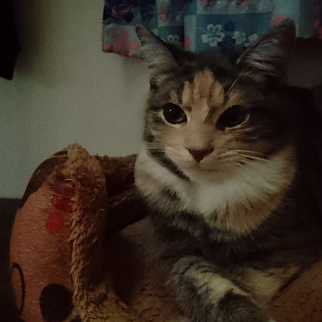 shinobuさんの実例写真
