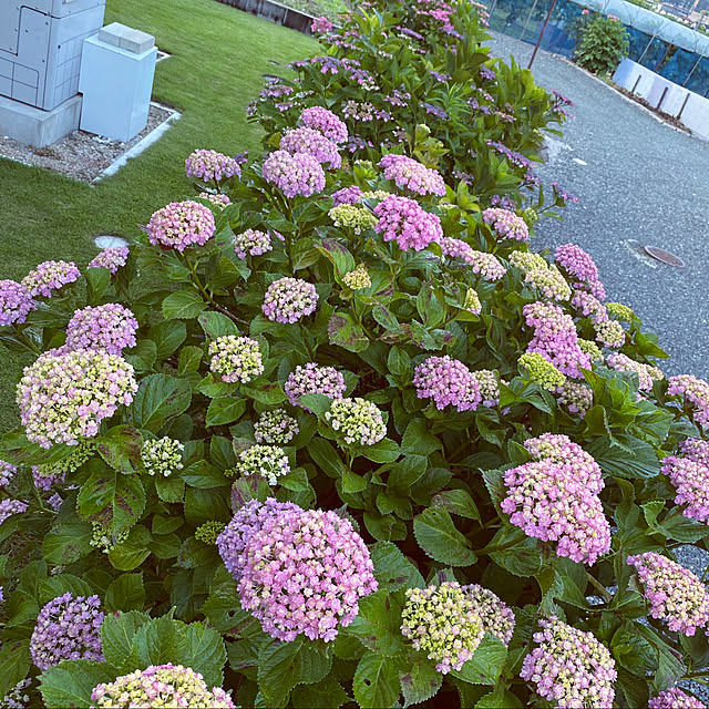 実例写真