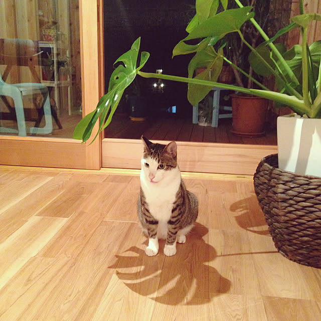 tunnelhouseさんの実例写真