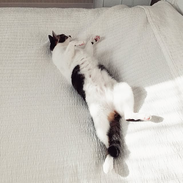 yuchiさんの実例写真