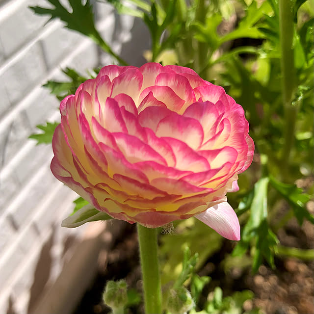 tomoさんの実例写真