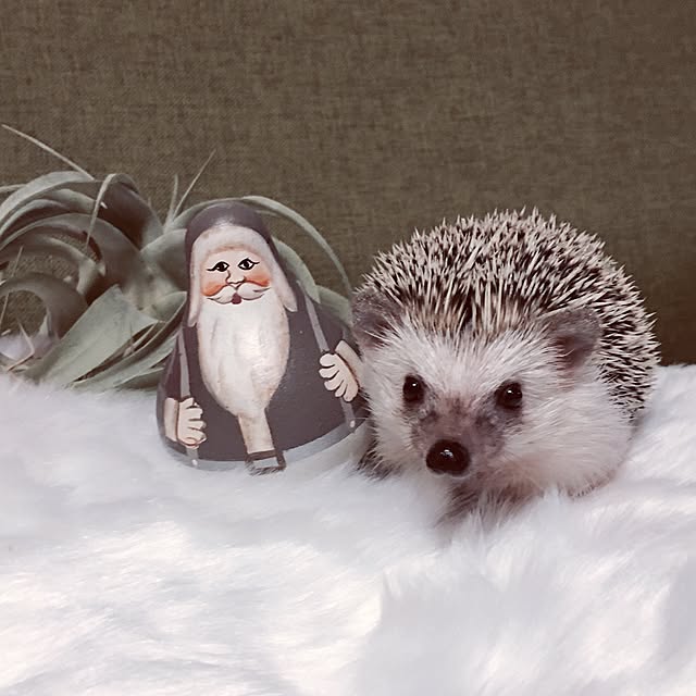 saokoさんの実例写真