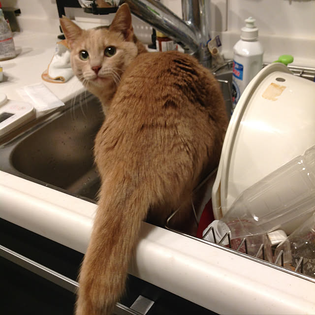 kaocaochinさんの実例写真