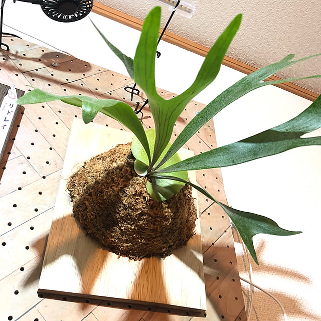 CoffeeHouseさんの実例写真