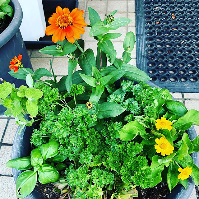 scabiosa1982さんの実例写真