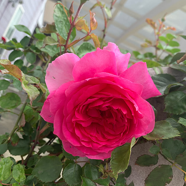 AYUKOさんの実例写真