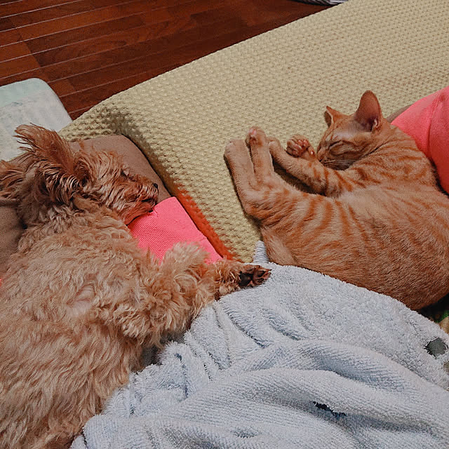 kikiさんの実例写真