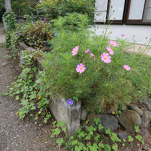 go.555love71mitsuruさんの実例写真