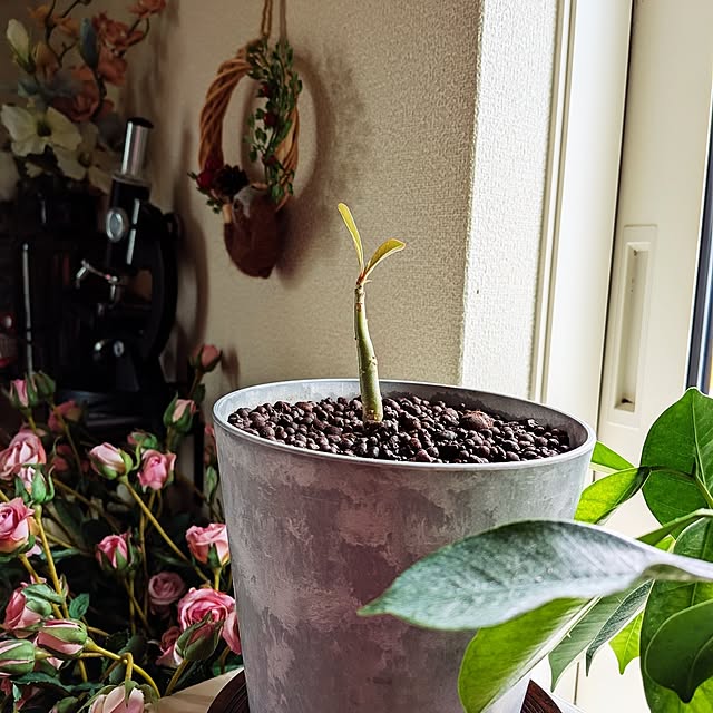 umeboshicyanさんの実例写真