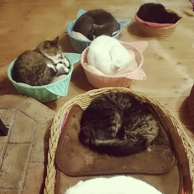 Maki-nekomamireさんの実例写真