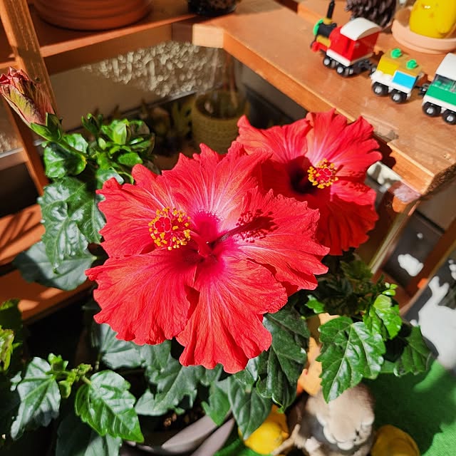 Mariさんの部屋