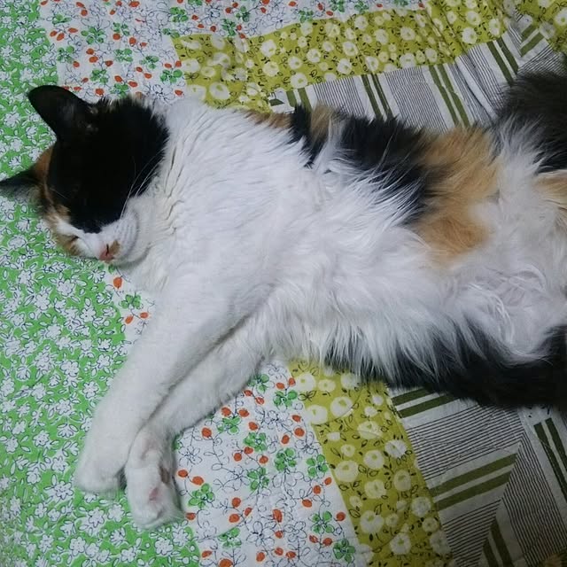 kiyohima229さんの実例写真
