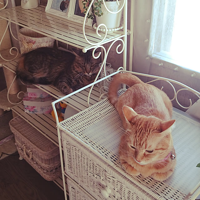 asuminさんの実例写真