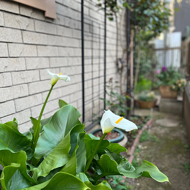 botanさんの部屋