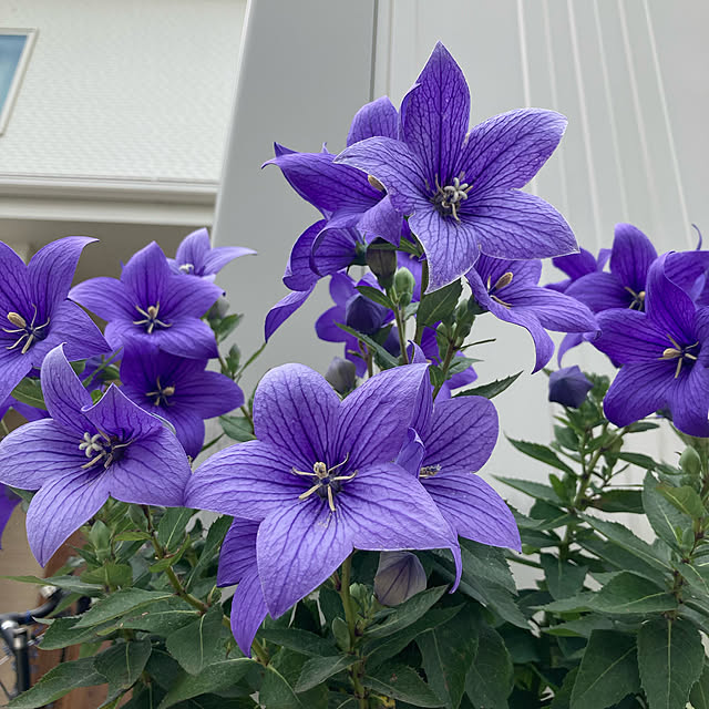 orichiyan1133さんの実例写真