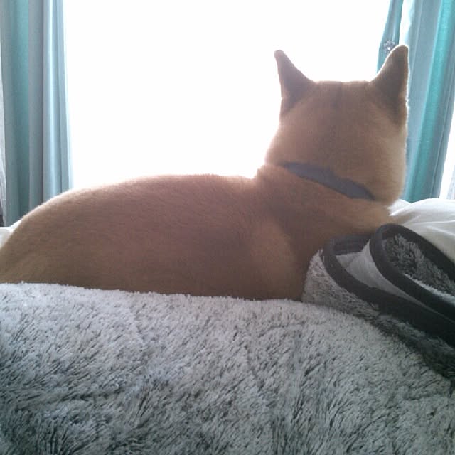 kotaさんの実例写真