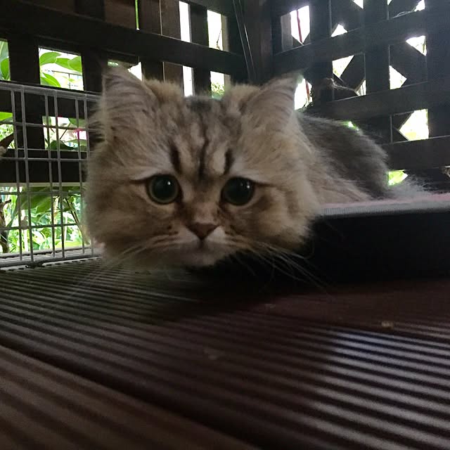 butachanさんの実例写真