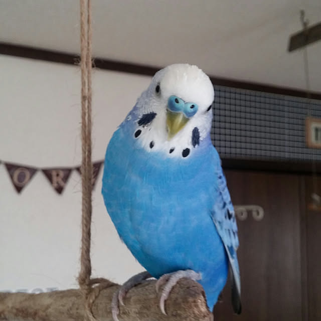 opiopiopiさんの実例写真