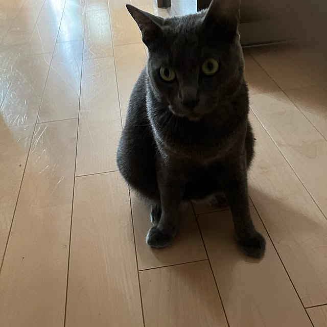 nekoさんの部屋