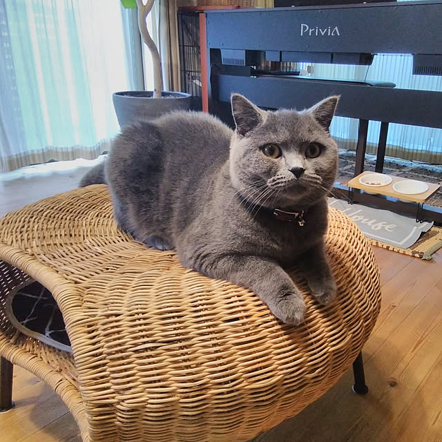 WAKKOさんの実例写真