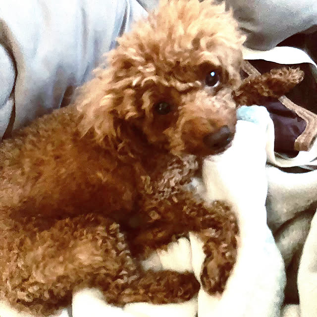 MOMOMAMAさんの部屋