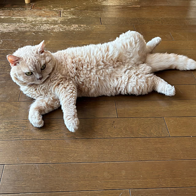 naokoさんの実例写真
