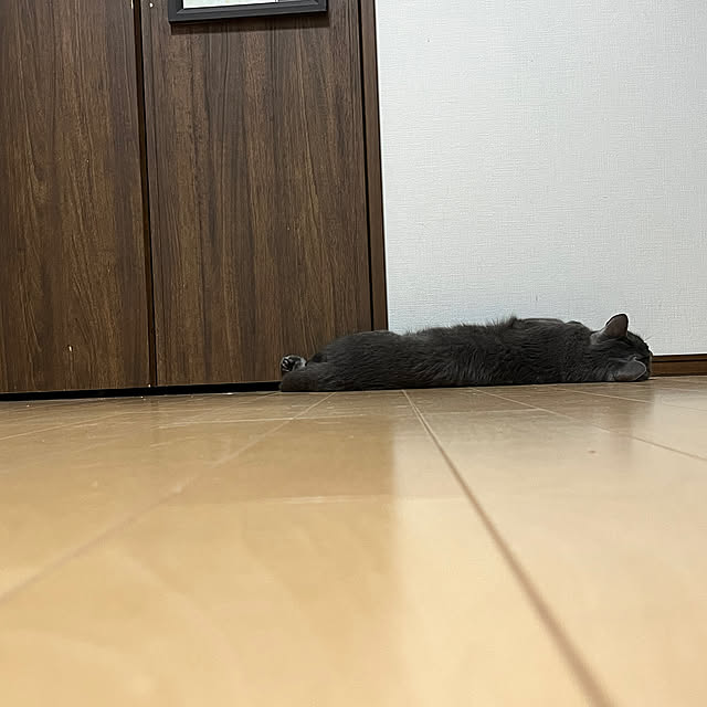 nekoさんの部屋