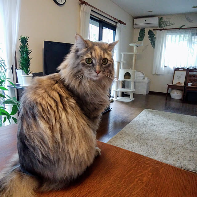 justyさんの実例写真