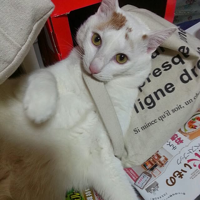 Yukikoさんの実例写真
