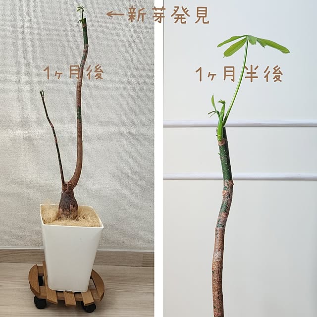 pinonさんの部屋