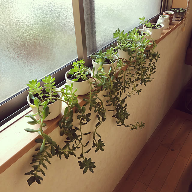 観葉植物/多肉植物/多肉植物増殖中/棚のインテリア実例 - 2021-05-30 08:11:54