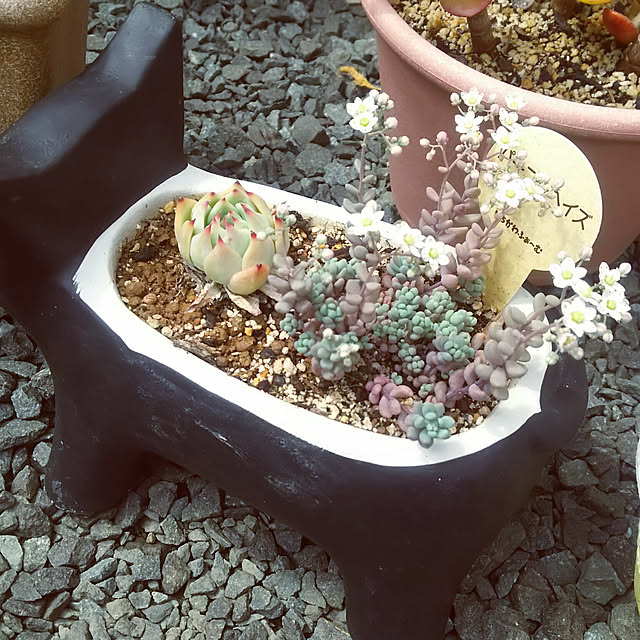 玄関/入り口/多肉植物のインテリア実例 - 2020-06-21 11:34:33