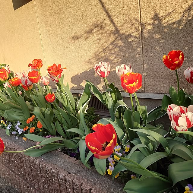 Pikakeさんの実例写真