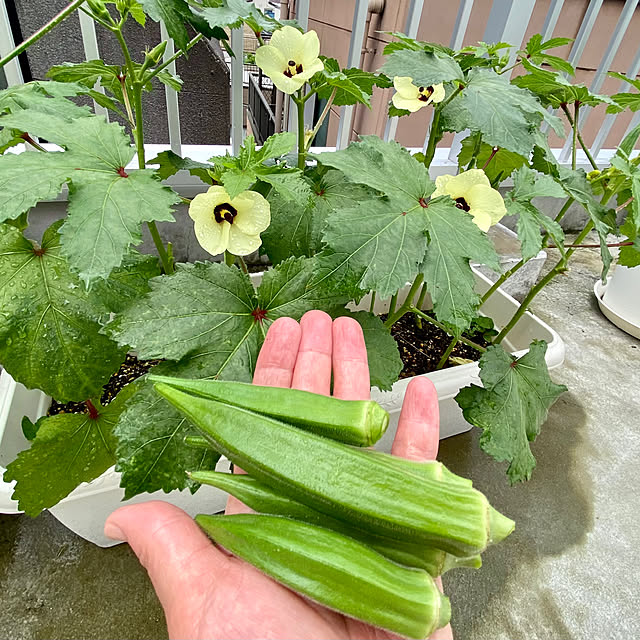 ChitoseImanishiさんの実例写真
