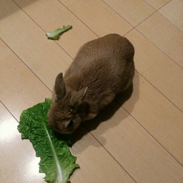 acaさんの実例写真