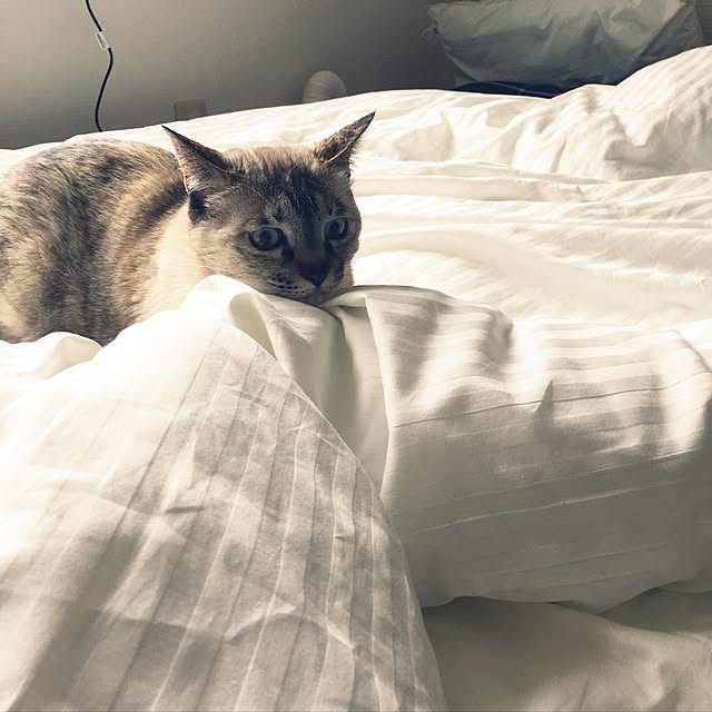 ciiimaiさんの実例写真