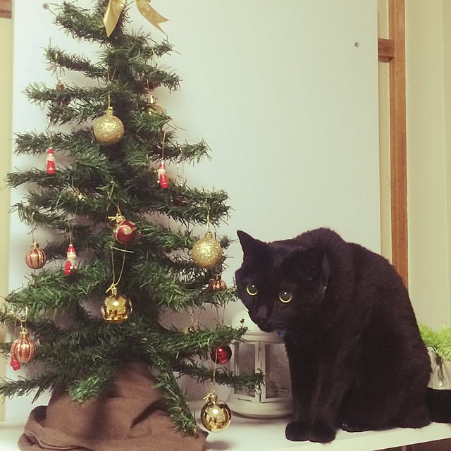 bibiさんの実例写真