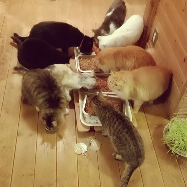 Maki-nekomamireさんの実例写真