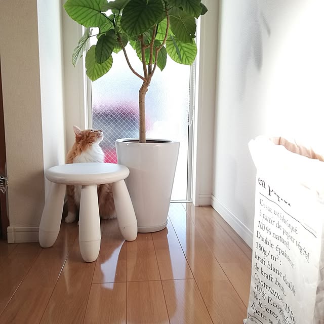 pinokoさんの部屋